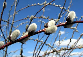 Дощі та мокрий сніг накриють Буковину: якою буде погода 8 квітня
