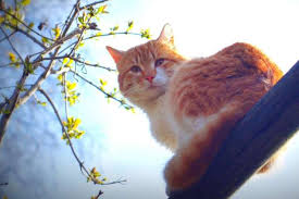 Сонячна погода порадує буковинців сьогодні: чого очікувати 14 квітня