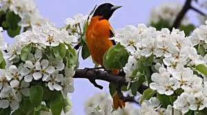 Тепло, але вітряно: якою буде погода на Буковині 15 квітня