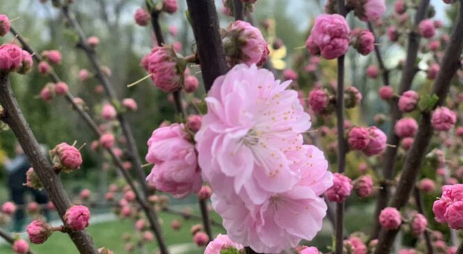 Світлий понеділок на Буковині: духовні традиції та народні прикмети 13 квітня