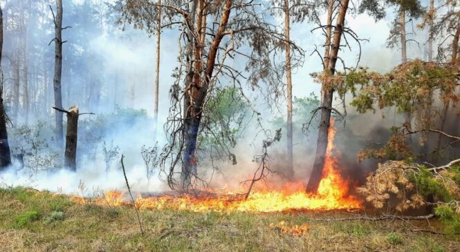 Запобігання лісовим пожежам — це комплекс організаційних, технічних та правових заходів. 	Головною причиною загорянь залишається людський фактор.