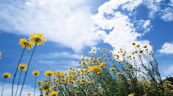 До +30 градусів варто сьогодні очікувати буковинцям: прогноз погоди на 25 червня