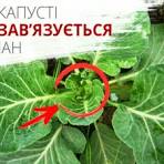 Одна дія в липні — і капуста зав’яже великі качани: городниця розкрила секрет.