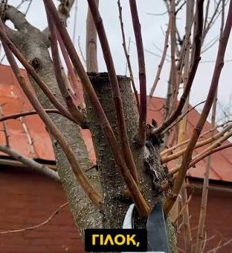 Чому після обрізки гілки лізуть нові пагони, і що з ними робити