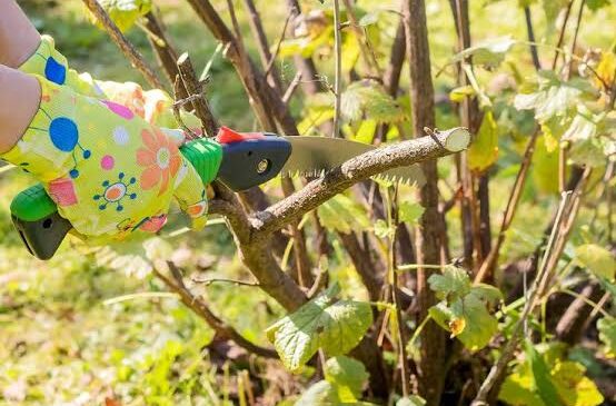 Як правильно обрізати смородину восени у жовтні, щоб у наступному році засипало врожаєм